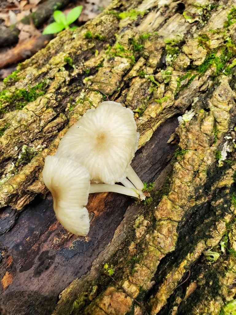 Clitocybula lacerata (Clitocybula lacerata) thumbnail 1