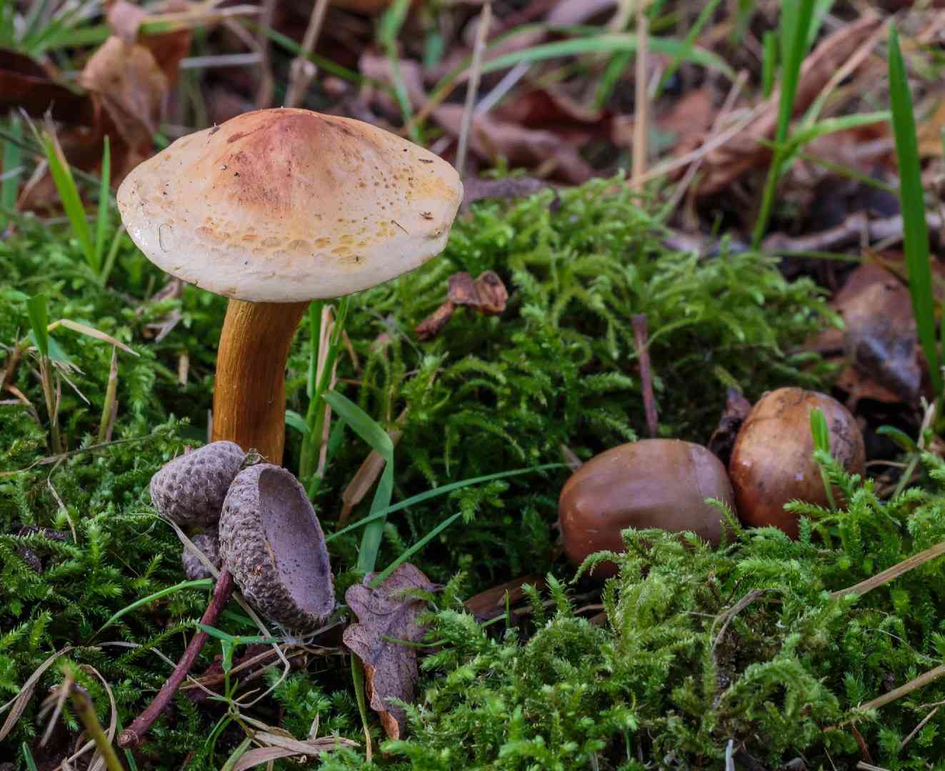 Variable webcap (Cortinarius anomalus) thumbnail 2