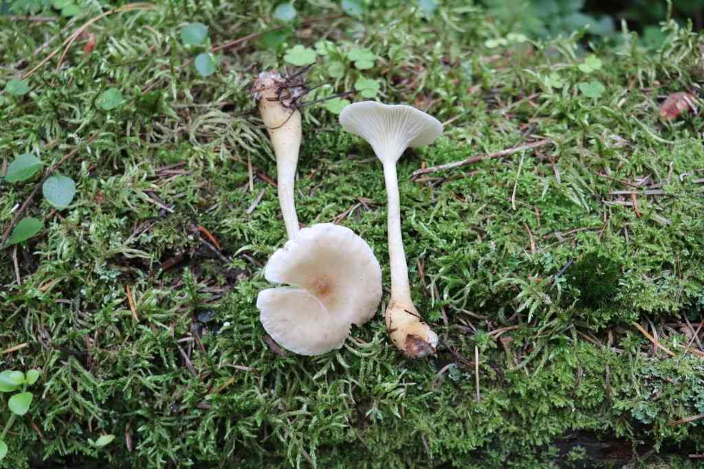 Club-foot (Ampulloclitocybe clavipes) thumbnail 3