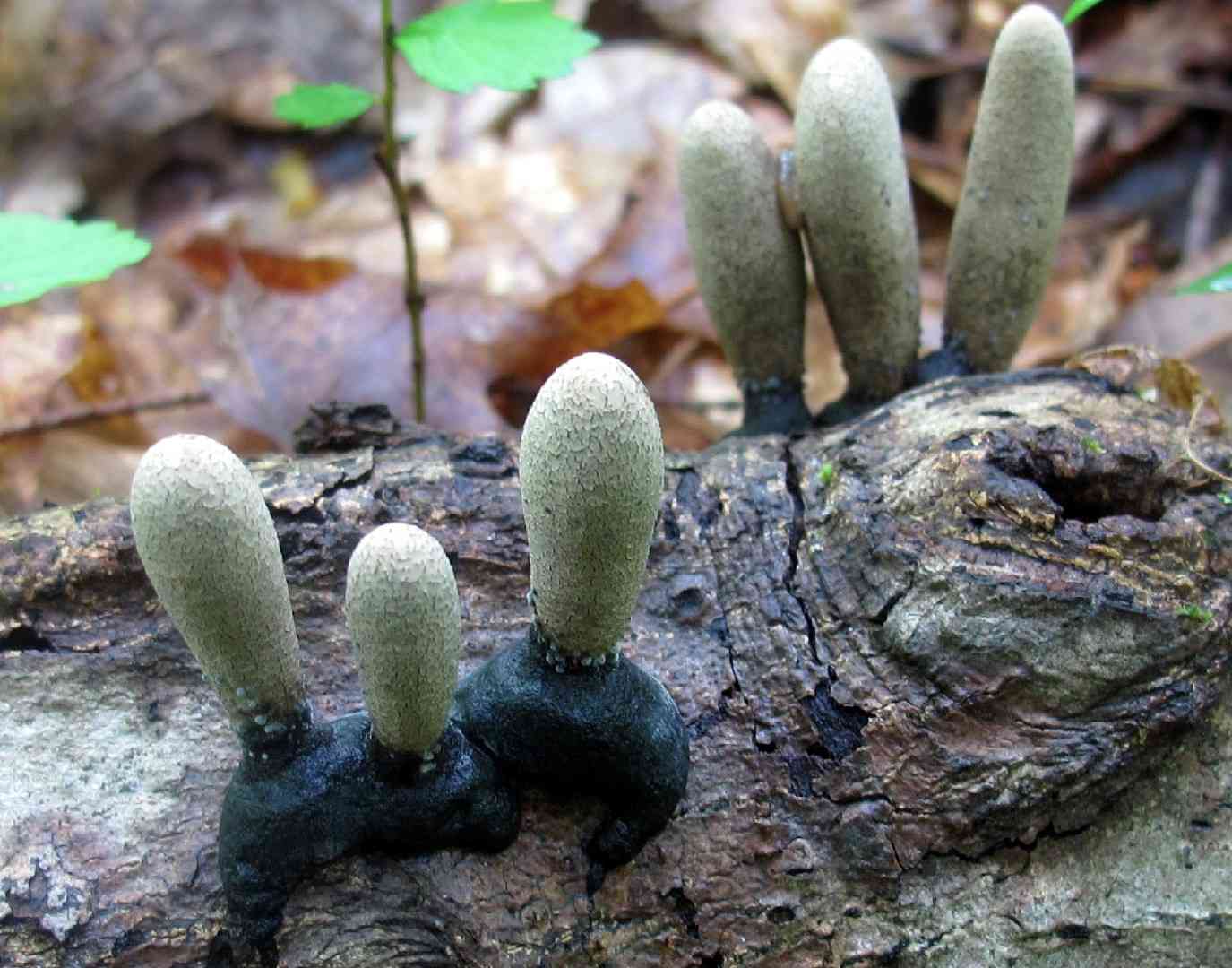 Dead man's fingers (Xylaria polymorpha) thumbnail 2