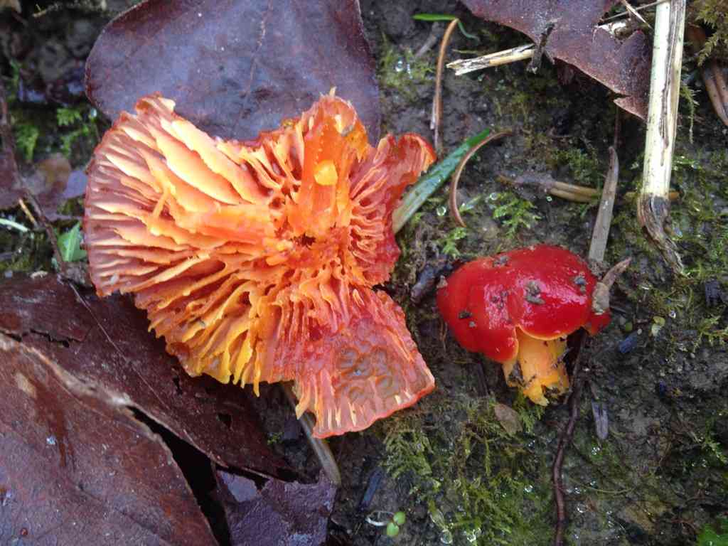 Crimson waxcap (Hygrocybe punicea) thumbnail 3