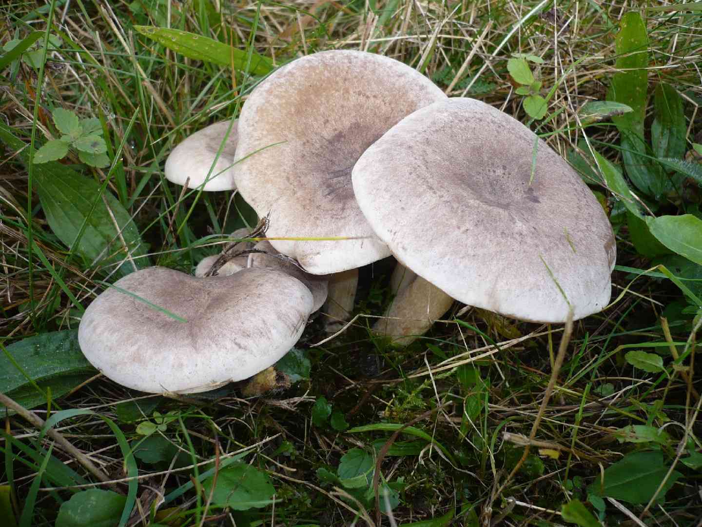 Lepista luscina (Lepista luscina) thumbnail 1