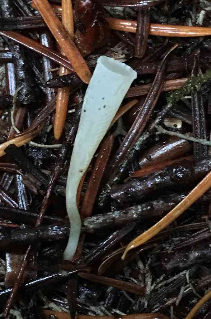Yew club (Clavicorona taxophila) thumbnail 3