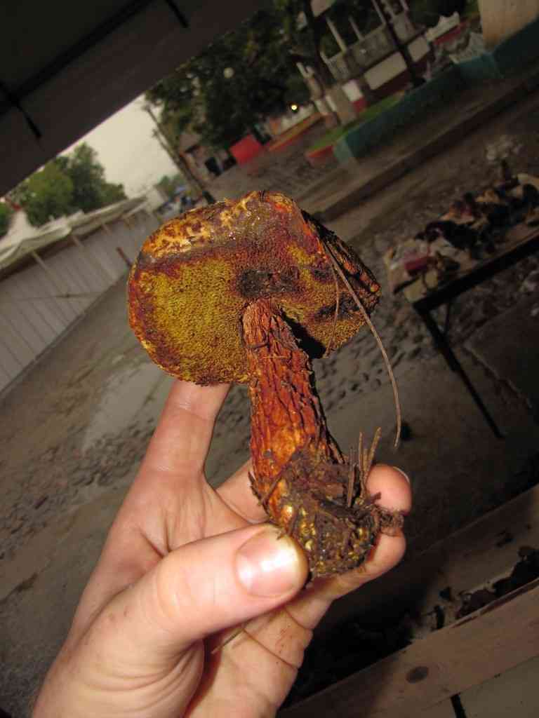 Russell's bolete (Aureoboletus russellii) thumbnail 2