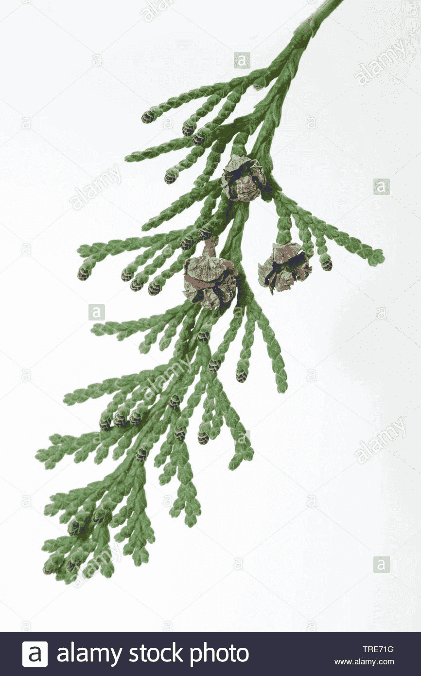 Hinoki cypress