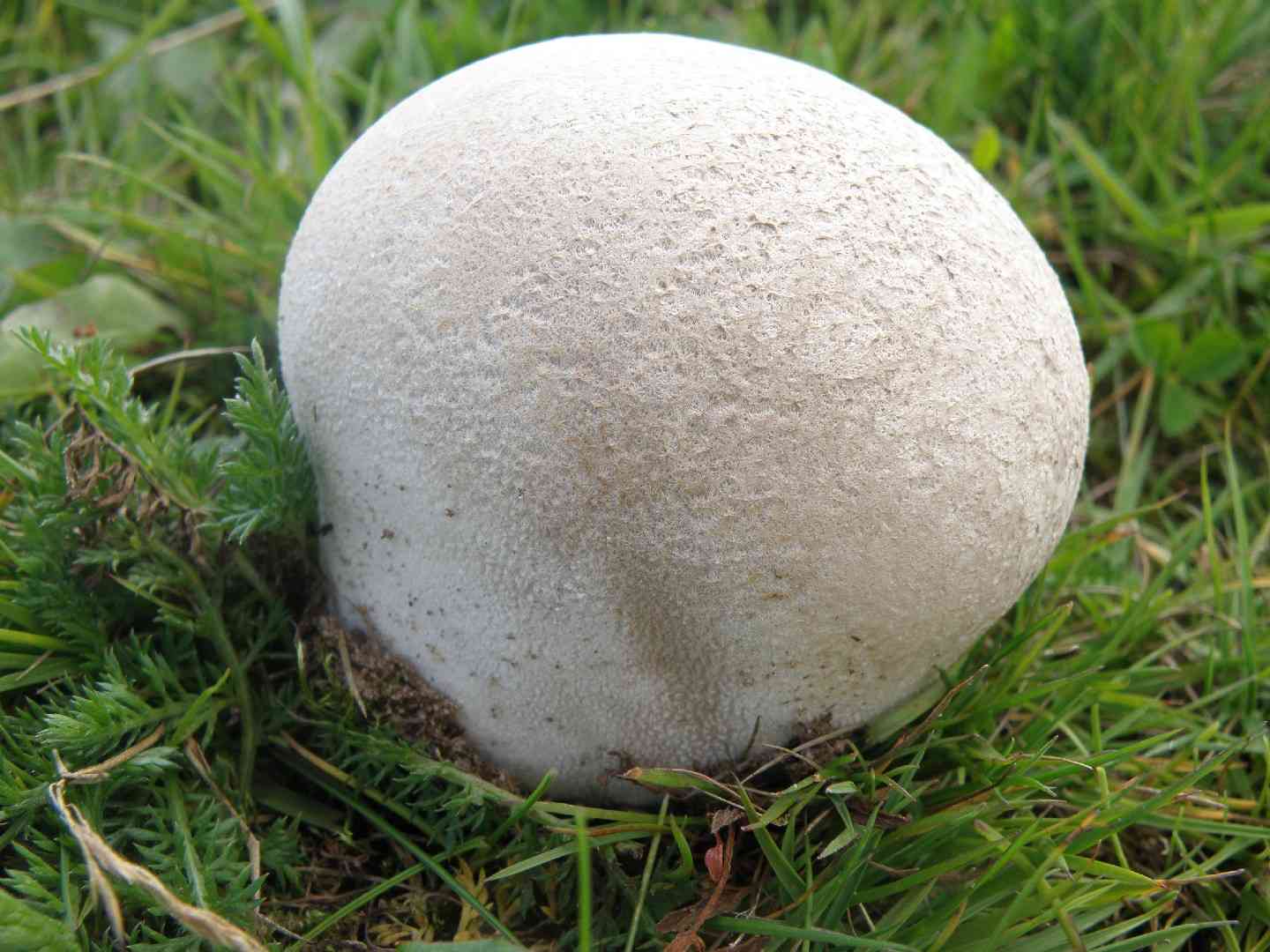 Mosaic puffball