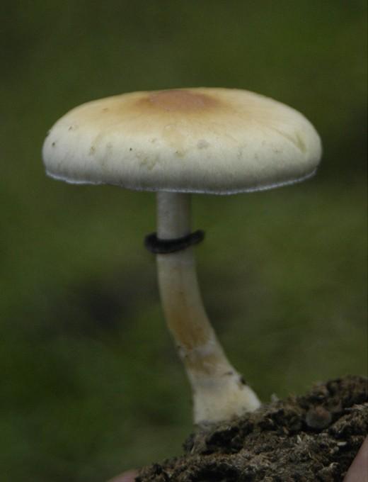 Magic mushroom thumbnail 3