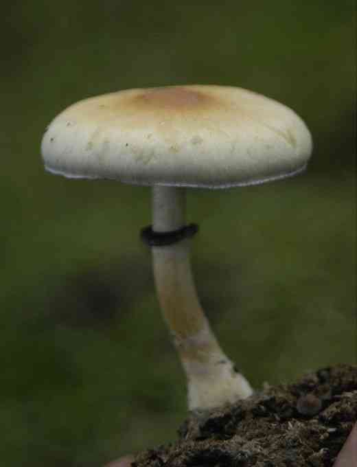 Magic mushroom (Psilocybe cubensis) thumbnail 3