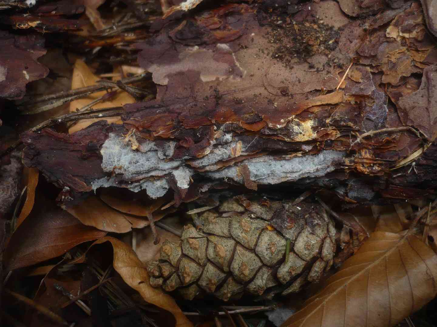 Botryobasidium conspersum (Botryobasidium conspersum) thumbnail 1