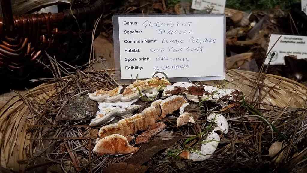 Gloeoporus taxicola (Gloeoporus taxicola) thumbnail 2