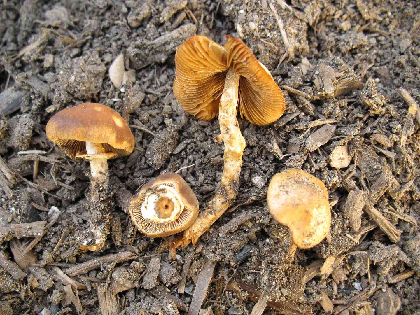 Fool's conecap (Conocybe filaris) thumbnail 2