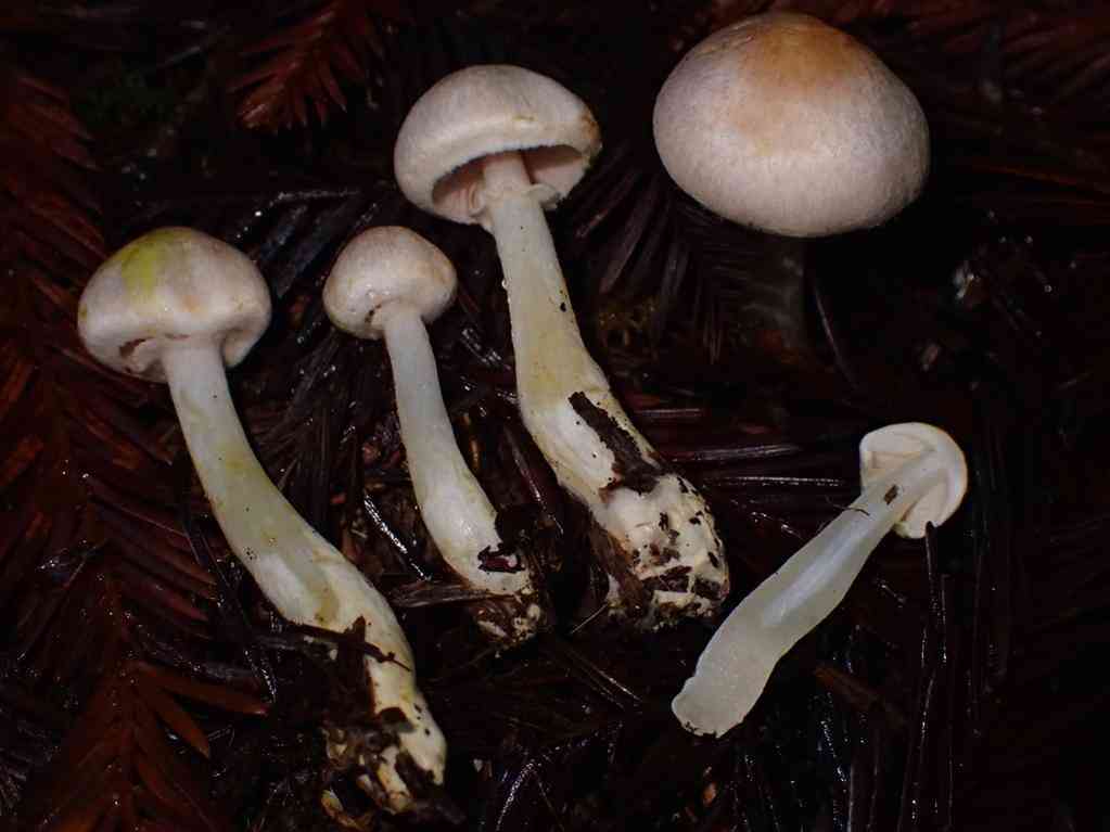 Diminutive agaricus (Agaricus diminutivus) thumbnail 3