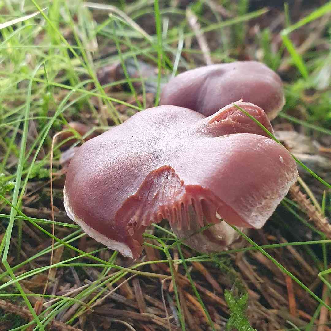 Silky webcap (Cortinarius evernius) thumbnail 1