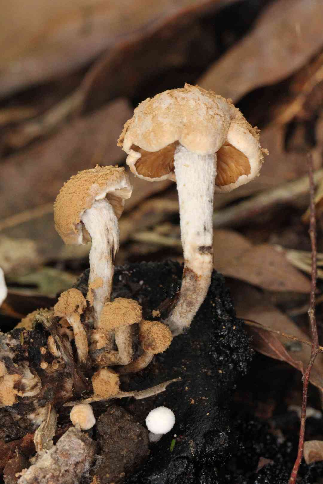 Star bearer (Asterophora lycoperdoides) thumbnail 1