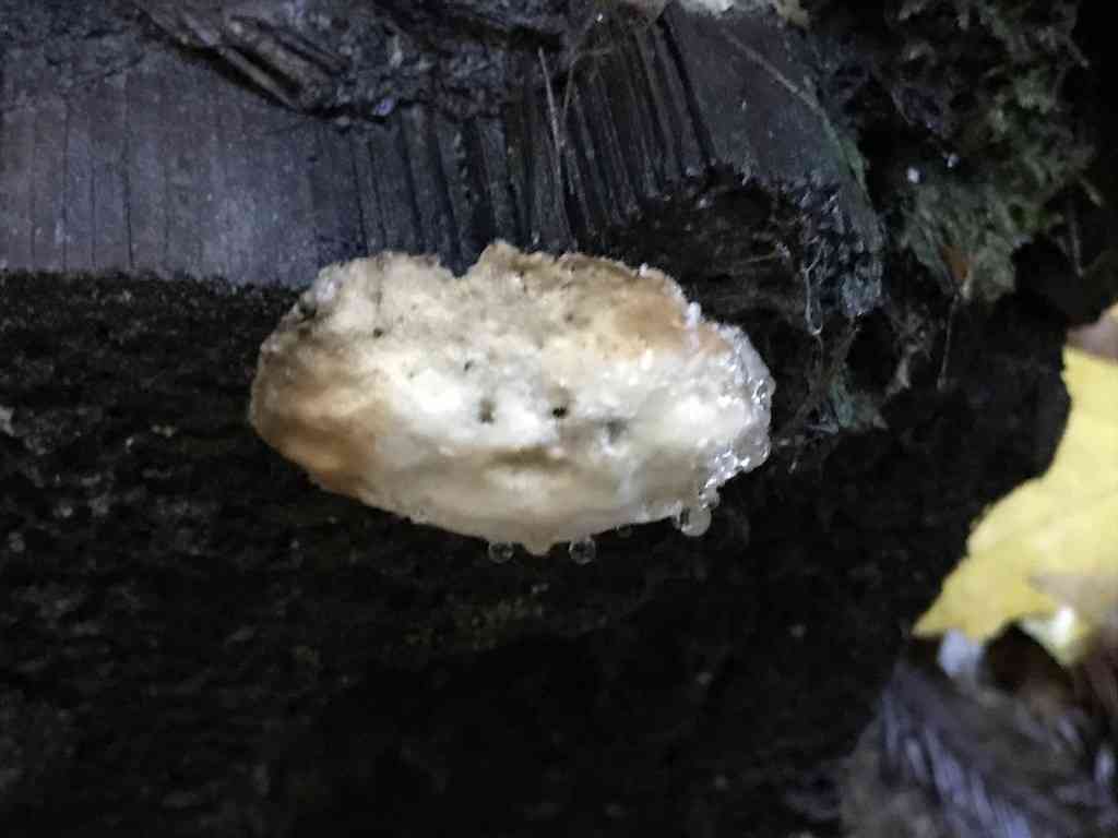 White cheese polypore (Tyromyces chioneus) thumbnail 2