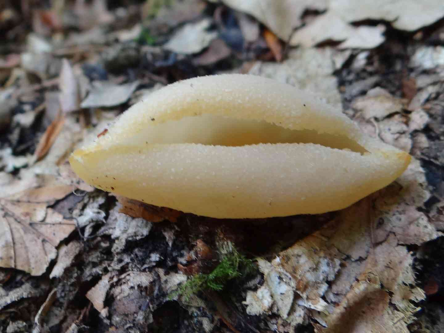 Greater toothed cup (Tarzetta catinus) thumbnail 2