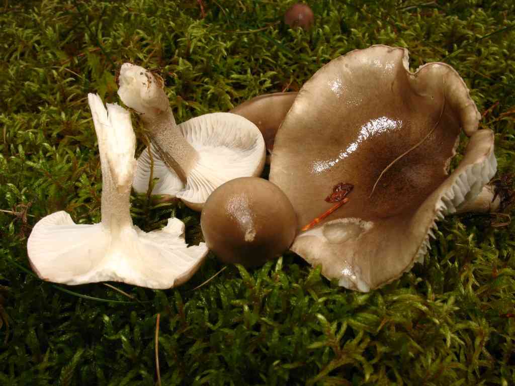 Hygrophorus discoideus (Hygrophorus discoideus) thumbnail 1
