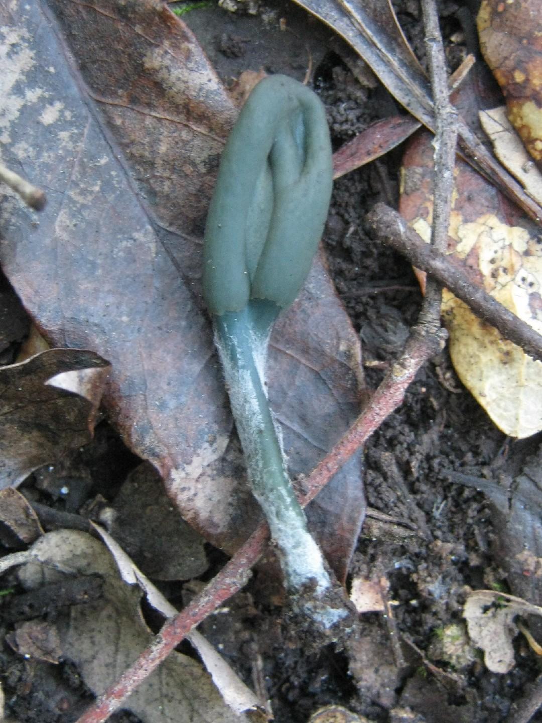 Olive earthtongue