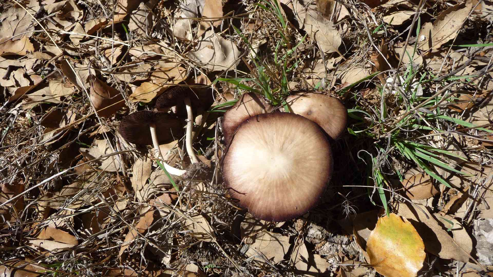 Rootlet brittlestem (Psathyrella microrhiza) thumbnail 1