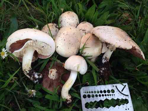 Yellow stainer (Agaricus xanthodermus) thumbnail 3