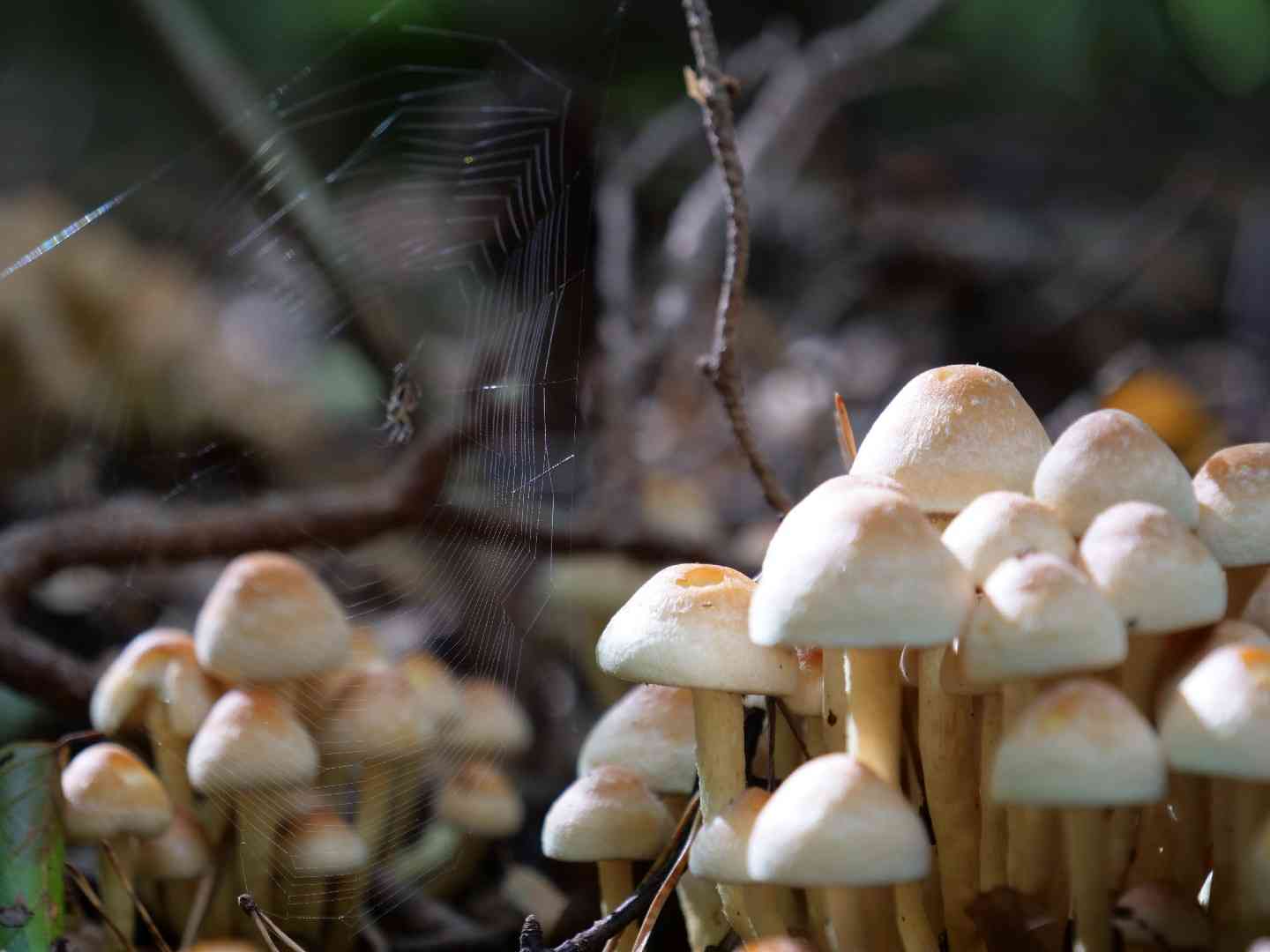 Brick cap (Hypholoma lateritium) thumbnail 3