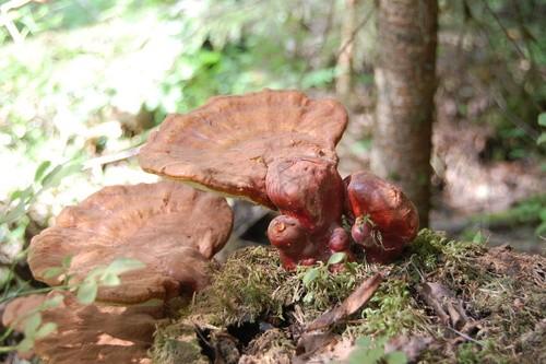 Reishi thumbnail 3