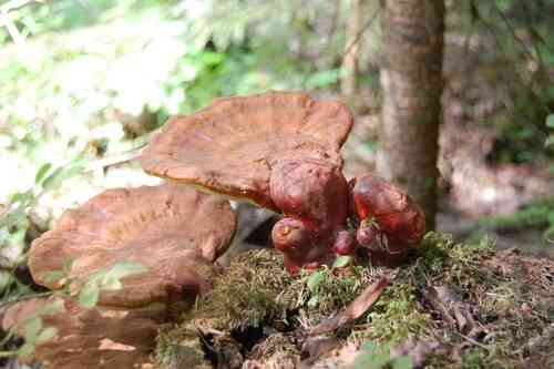 Reishi (Ganoderma lucidum) thumbnail 3
