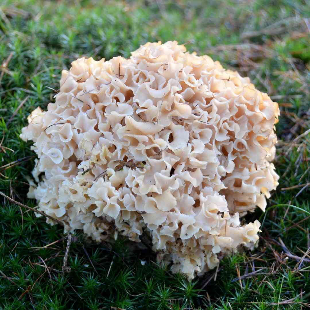 Cauliflower mushroom (Sparassis crispa) thumbnail 1