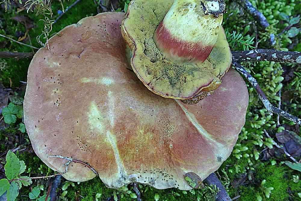Smith's bolete (Boletus smithii) thumbnail 1
