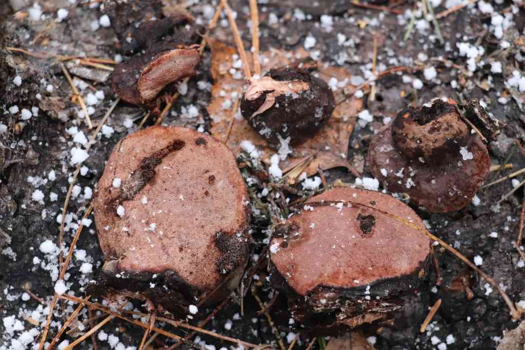 Rhodofomes roseus (Rhodofomes roseus) thumbnail 2