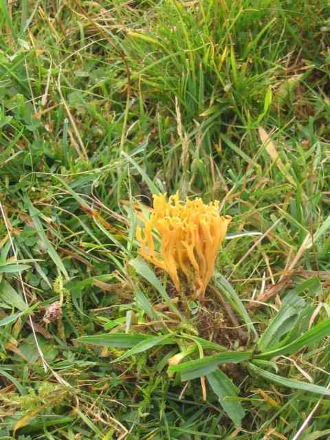 Meadow coral fungus (Clavulinopsis corniculata) thumbnail 2