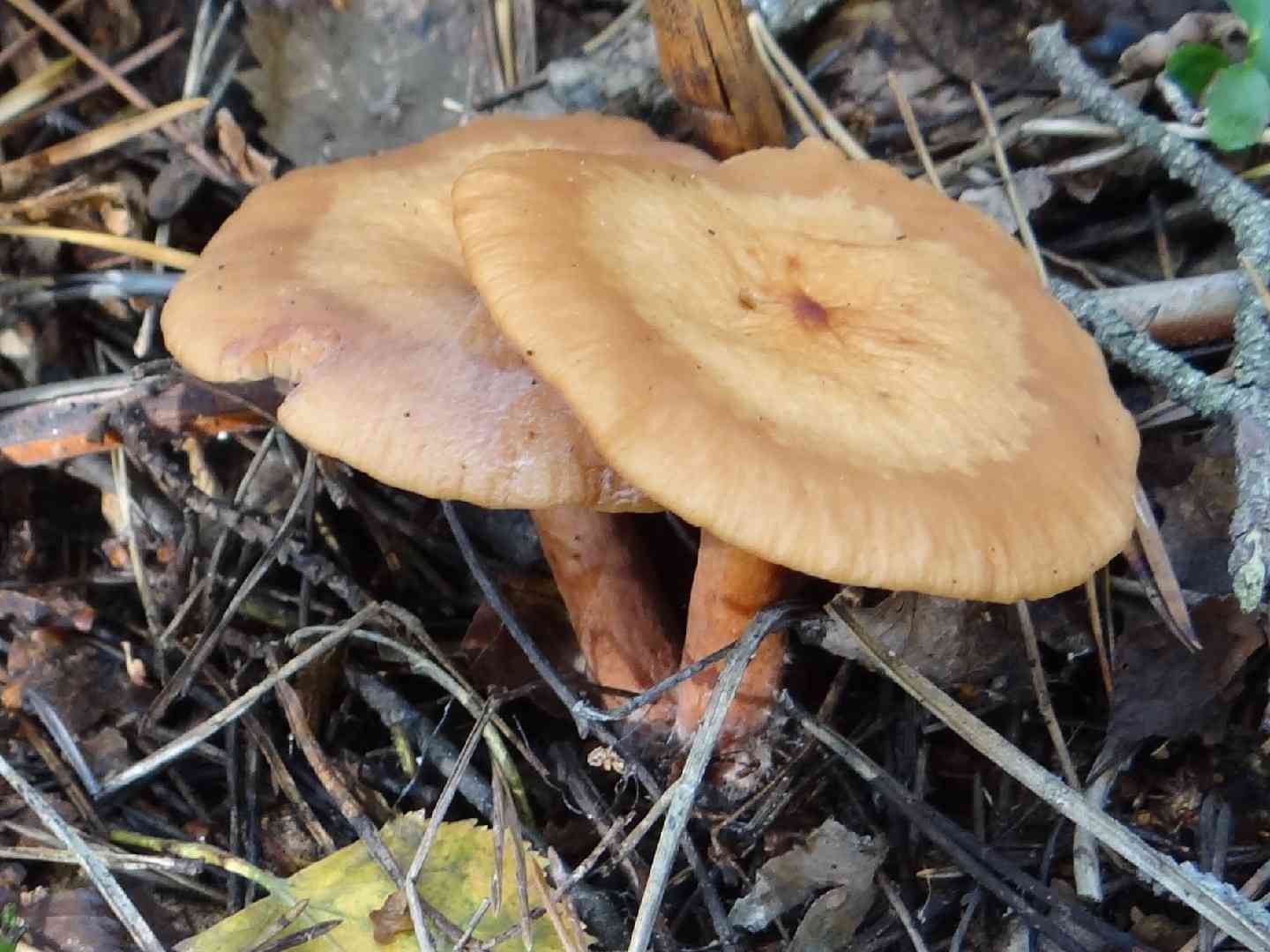 Lactarius lacunarum (Lactarius lacunarum) thumbnail 1