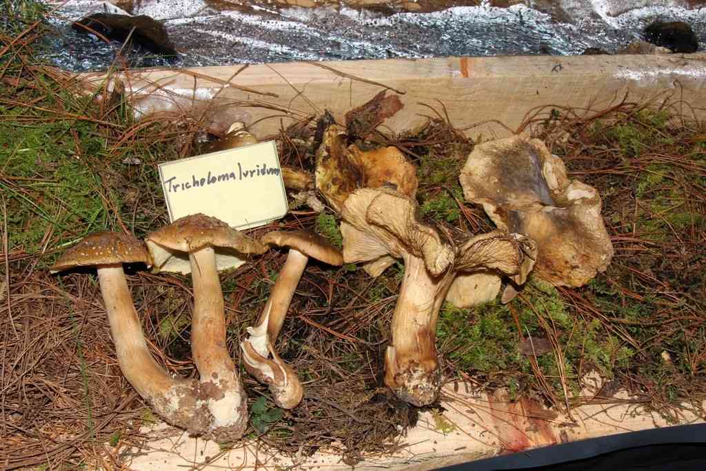 Tricholoma luridum (Tricholoma luridum) thumbnail 1