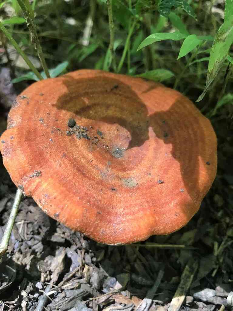 Peck's milky cap (Lactarius peckii) thumbnail 2