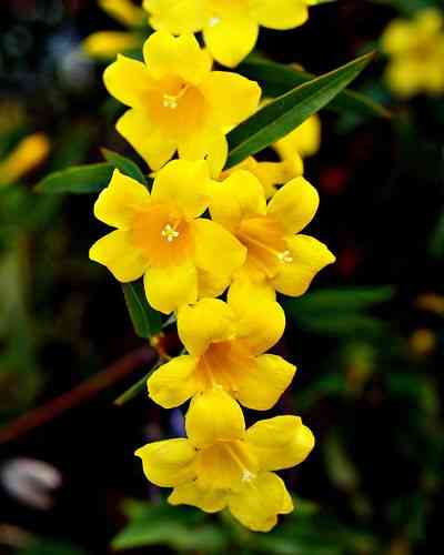 Carolina jasmine
