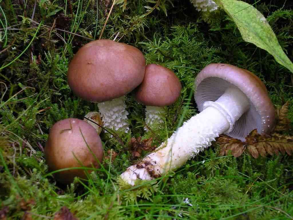 Conifer roundhead (Stropharia hornemannii) thumbnail 3