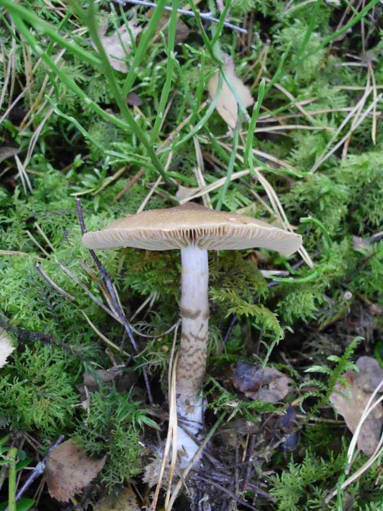 Scaly webcap (Cortinarius pholideus) thumbnail 2