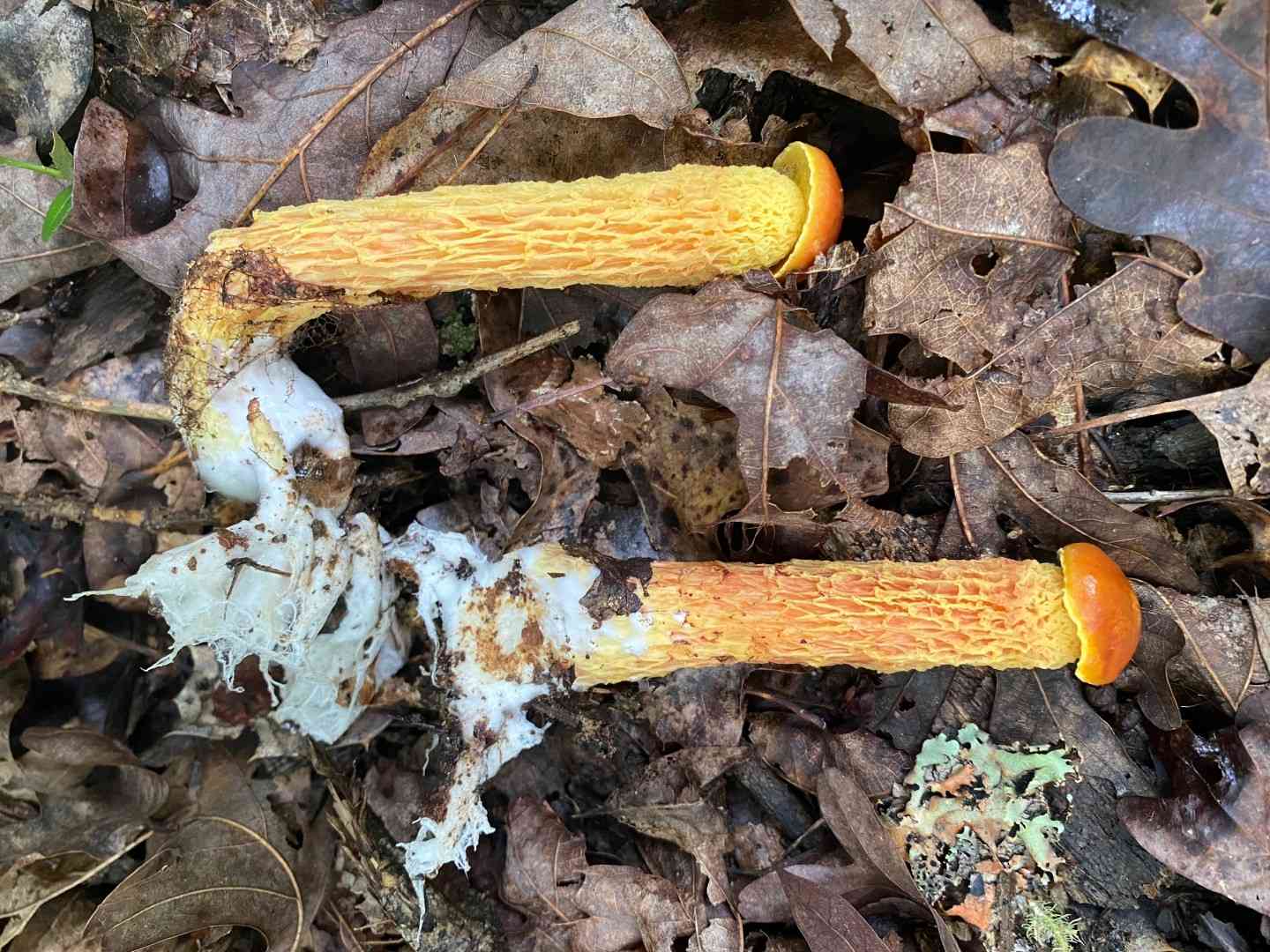 Shaggy-stalked bolete (Heimioporus betula) thumbnail 3