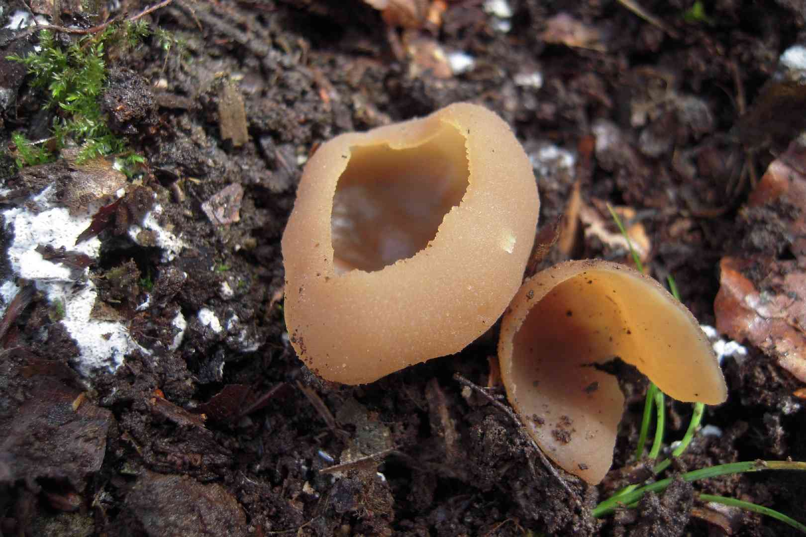 Blistered cup (Peziza vesiculosa) thumbnail 2