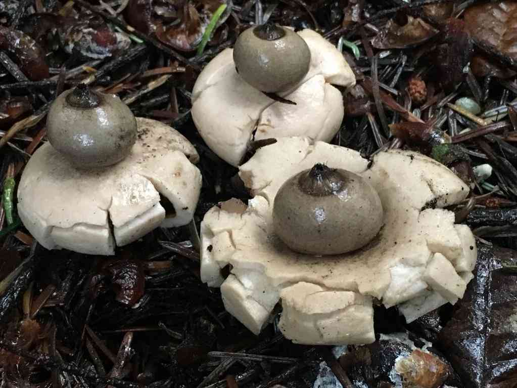 Rounded earthstar (Geastrum saccatum) thumbnail 2