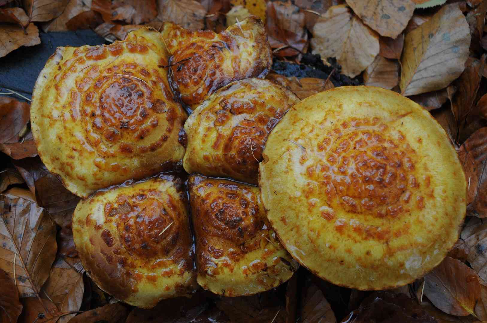 Pholiota adiposa (Pholiota adiposa) thumbnail 3