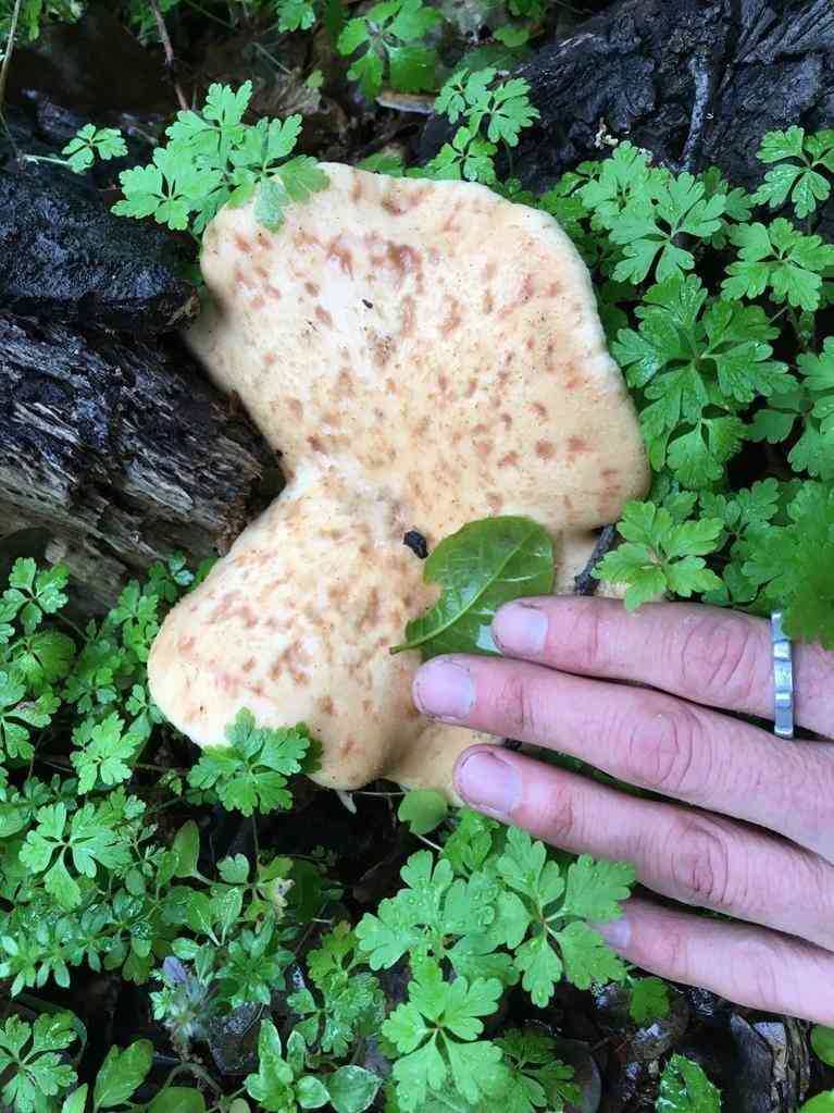 Tuberous polypore (Polyporus tuberaster) thumbnail 3