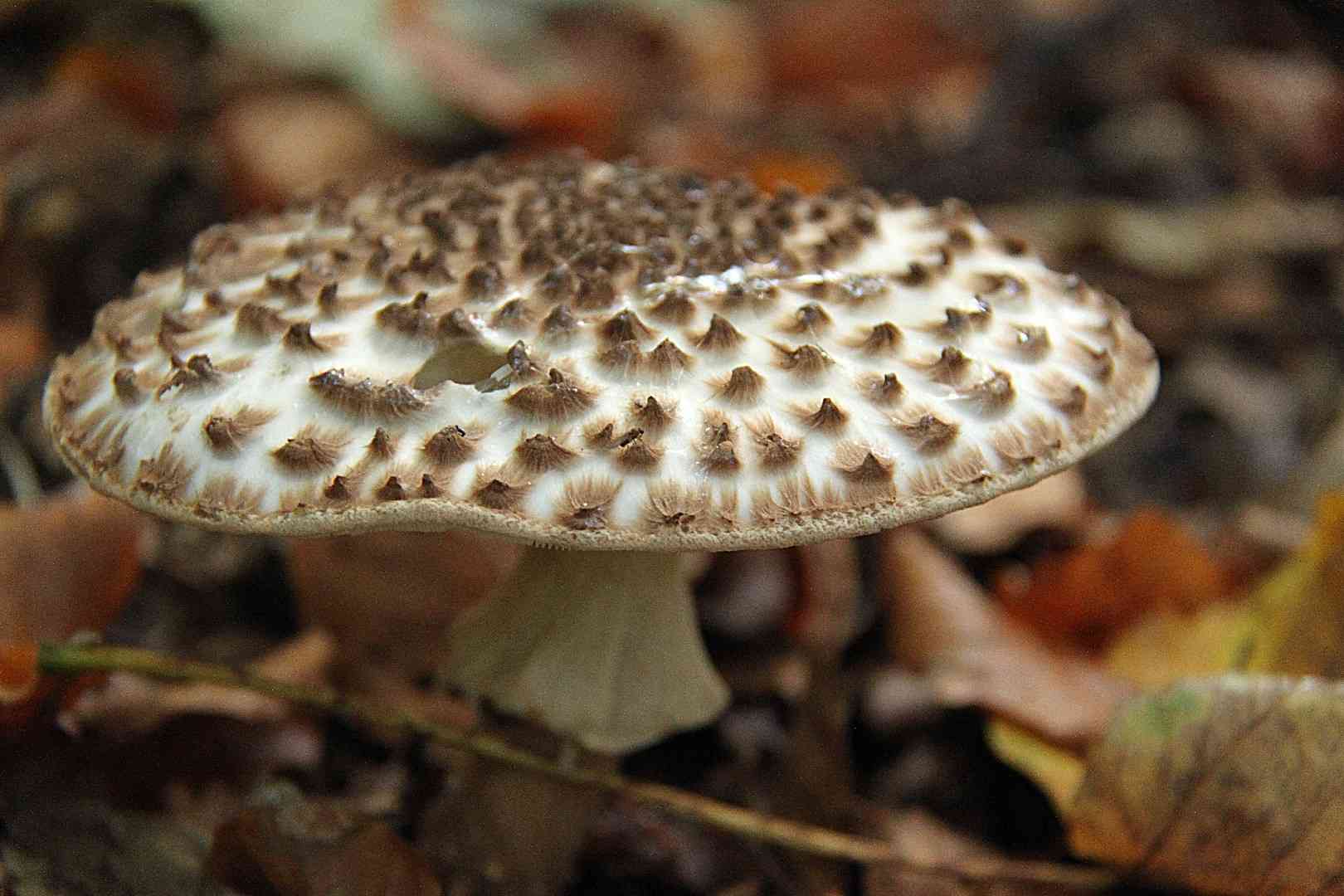 Freckled dapperling (Echinoderma asperum) thumbnail 1