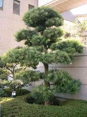 Buddhist pine