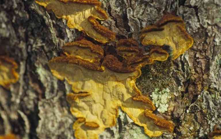 Phellinus chrysoloma (Phellinus chrysoloma) thumbnail 2
