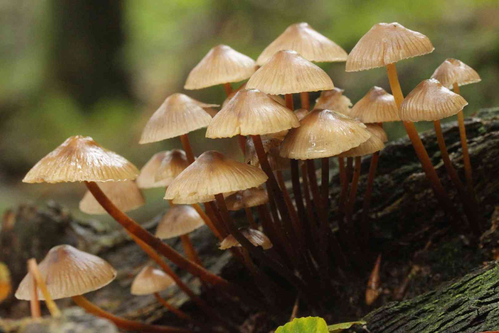 Clustered bonnet (Mycena inclinata) thumbnail 1