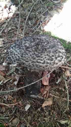 Old man of the woods (Strobilomyces strobilaceus) thumbnail 2