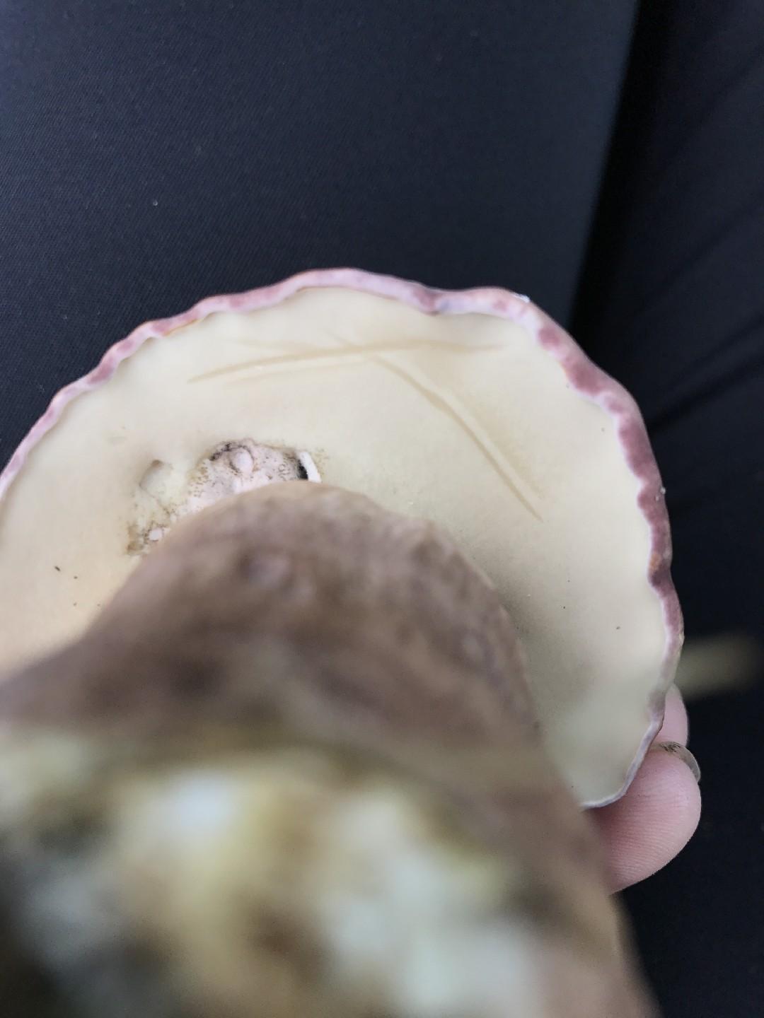 Reddish brown bitter bolete thumbnail 2