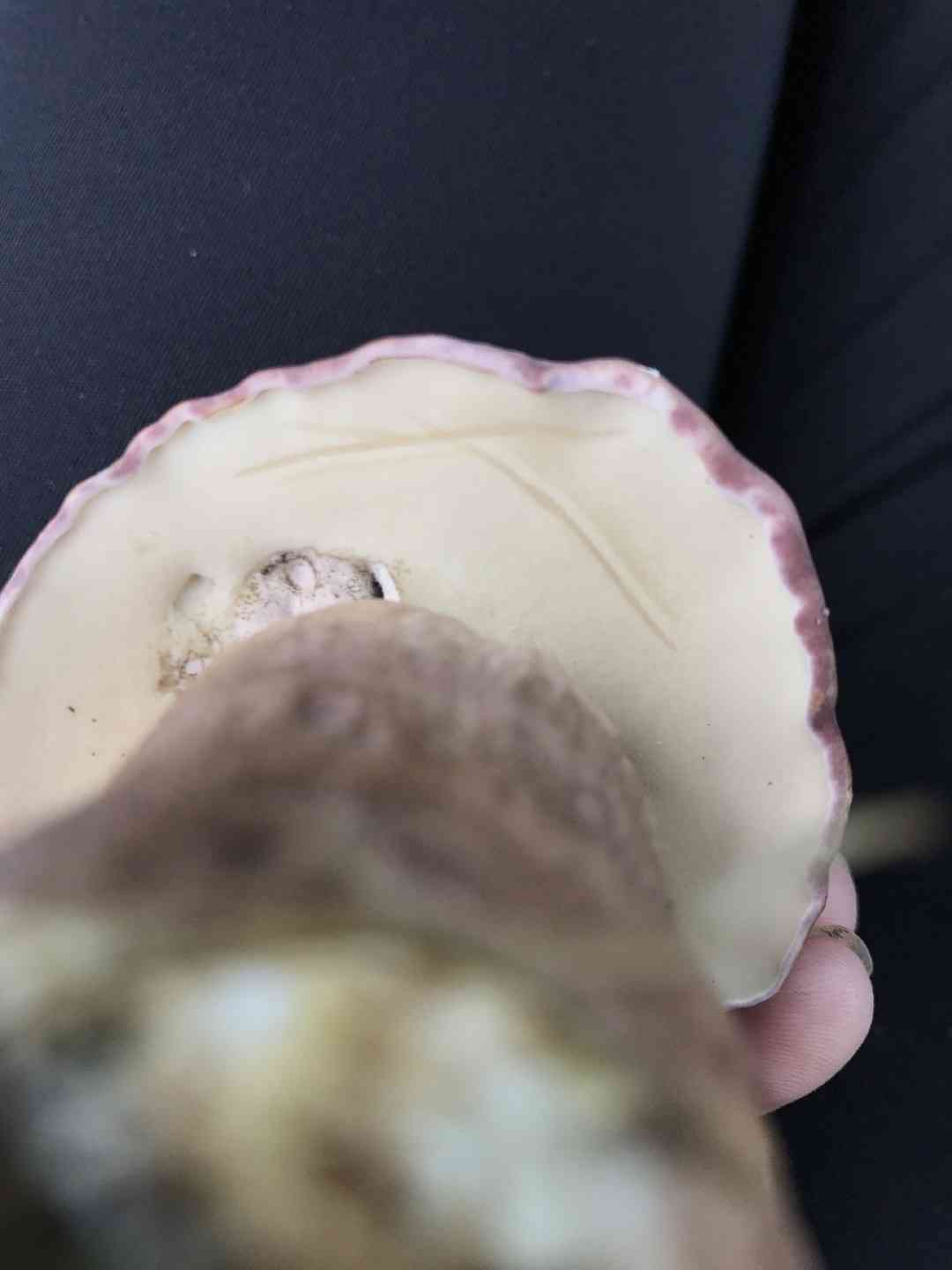 Reddish brown bitter bolete (Tylopilus rubrobrunneus) thumbnail 2