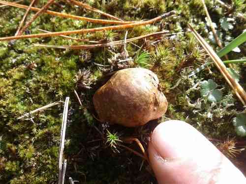 Potato earthball (Scleroderma bovista) thumbnail 2